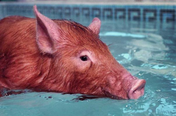 Tamwroth Pig
Having a swim in our indoor, heated pool.
Schlüsselwörter: Tamworth pig swimming pig indoor pool pork hydrotherapy