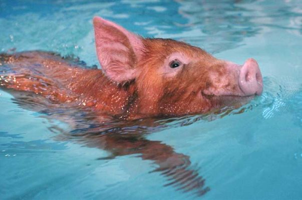 Swimming Tamworth Pig
Λέξεις-κλειδιά: swimming pigs Tamworth pigs hydrotherapy