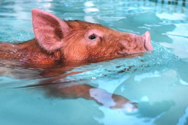 Swimming Tamworth Pig
Keywords: Tamworth pig swimming pig pool hydrotherapy