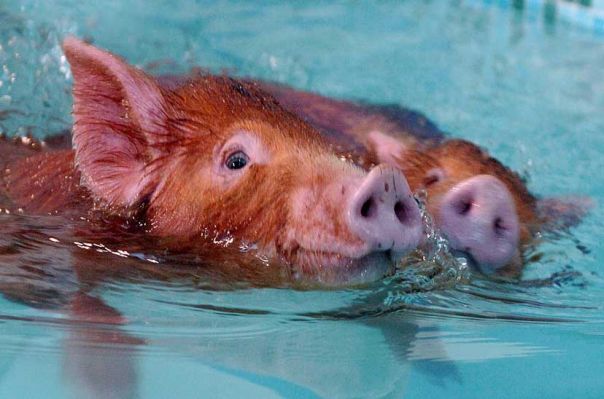 Two Tamworth Pigs Swimming
These two Tamworth pigs are brother and sister, part of a litter of only two pigs.
Keywords: Tamworth pig swimming pig brother sister siblings