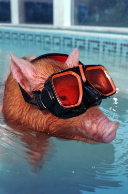 Tamworth Pig in SCUBA Mask
Okay, it's a bit of a posed picture.  Our Tamworth pigs can't really SCUBA dive.
Keywords: Tamworth pig SCUBA dive swimming pig mask pool hydrotherapy