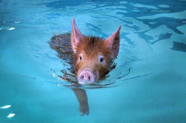 Swimming Tamworth Pig
Avainsanat: Tamworth pig swimming pig hydrotherapy