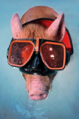 Tamworth Pig in His SCUBA Mask
Λέξεις-κλειδιά: Tamworth pig SCUBA mask swimming pig