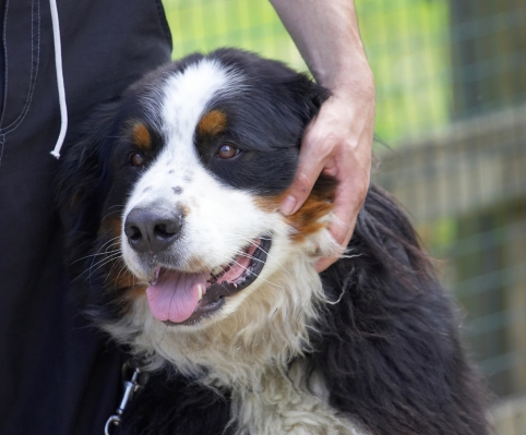I jus' love cuddle time
Palabras clave: Barney Collie X tongue