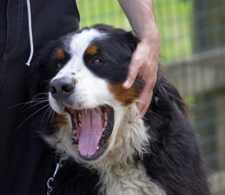 I am sooooooooooooo relaxed
Schlüsselwörter: Barney Collie X