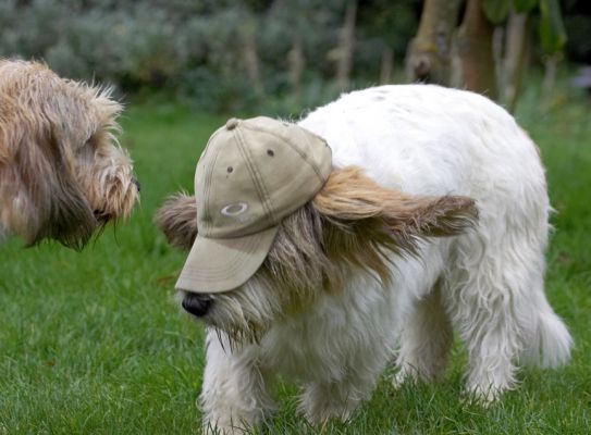 What you wearing?
Schlüsselwörter: Alfie Libbie Grand Vendeen Basset Hound