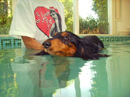Whistler Swimming
Keywords: Whistler daschund swimming dog Ritz Canine Lucies Farm dog hydrotherapy