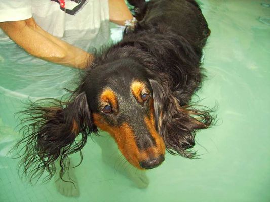Whistler
A nice afternoon swim in warm (90 degree F) water.  Complete with floating ears.
Keywords: Whistler daschund swimming dog Ritz Canine Lucies Farm dog hydrotherapy