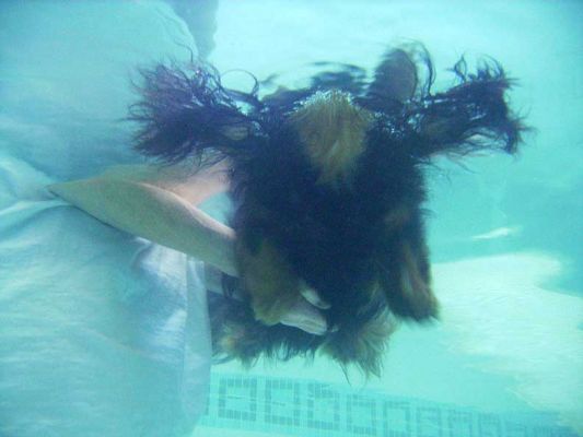 Whistler Swimming
With a little bit of support from Marjorie.  Whistler's head is above the water, and can't be seen in this photograph.
Keywords: Whistler daschund swimming dog Ritz Canine Lucies Farm dog hydrotherapy