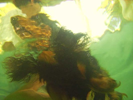 An Underwater View of Whistler
Whistler swimming:  her head is above the water, and the camera is below the water.  A bit of an upside-down perspective.
Keywords: Whistler daschund swimming dog Ritz Canine Lucies Farm dog hydrotherapy