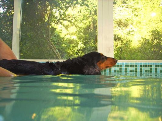 Whistler Heading Back to the Ramp
Keywords: Whistler daschund swimming dog Ritz Canine Lucies Farm dog hydrotherapy