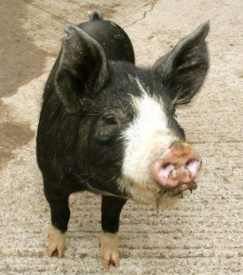 Westbrook
Since his arrival at Lucies Farm a few days ago, Worthington has become a "stable pig."  He lives in one of our stables, and runs around the stable yard keeping us all company.
Keywords: Westbrook  Berkshire pig Berkshire boar stable