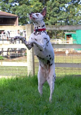 Mia Jumping to Catch a Ball
Schlüsselwörter: Mia Dalmatian dog fetch jump Lucies Farm