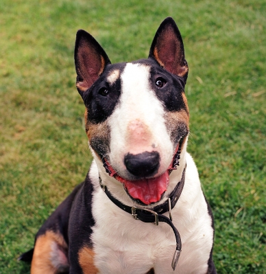 Tapa
Tapa the English Bull Terrier, August 2004
Avainsanat: Tapa English Bull Terrier
