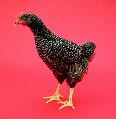 Black Rock Chicken
Ключові слова: black rock chicken