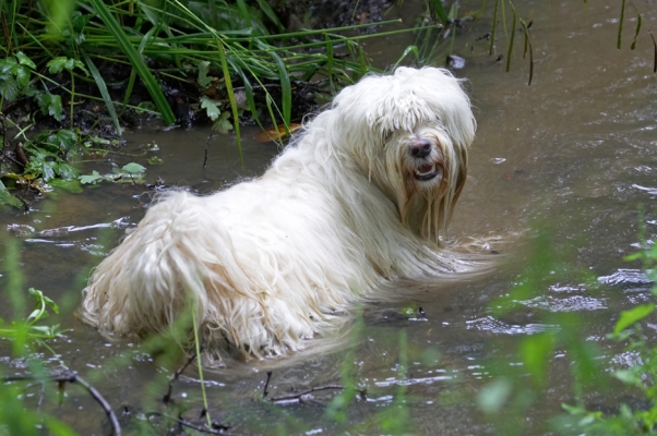 Isn't this what all the doggie guests do?
Keywords: Rupert Tibetan Terrier
