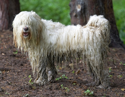 Whaddya mean "I need the beauty parlour?"
Palabras Clave: Rupert Tibetan Terrier