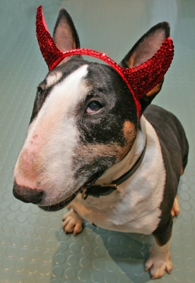 Tapa Portrays The Devil Dog
Anahtar kelimeler: Tapa devil dog red horns English bull terrier EBT nose snout