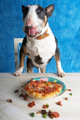 Tapa Is A Bit Of A Messy Eater
Tapa licking his cops as he eats the special pizza for dogs.
Schlüsselwörter: Tapa English Bull Terrier pizza dogs tongue chops lick