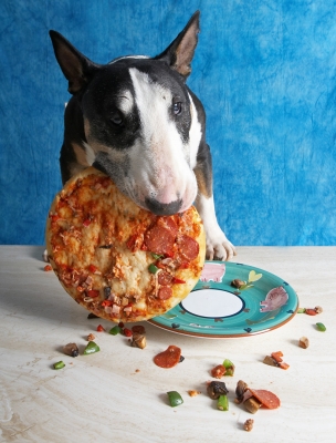 Tapa Enjoying a Pizza for Dogs
Tapa the Bull Terrier enjoying a pizza for dogs --- recipe in "Cooking for Dogs"
Schlüsselwörter: Tapa English Bull Terrier pizza dogs Cooking for Dogs