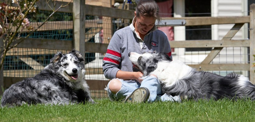 How come he gets all the cuddles?!
Ключові слова: Collies Resting Silkie Smile Smiles Smiling Terrestrial Mammal Terrestrial Mammals Tongue Animal Animals Best Best friends Border collie Bruce Canine Canines Verity Dog Dogs friends Land Mammal Land Mammals Play Playing Playtime Rest