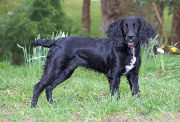 OK, let's have some action
Ключови думи: Maia Cocker Spaniel