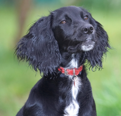 Wassup!
Ключевые слова: Maia Cocker Spaniel