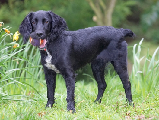 I am NOT letting this ball go!
Palabras Clave: Maia Cocker Spaniel