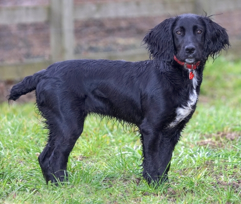 Whaddya want?!
Keywords: Maia Cocker Spaniel