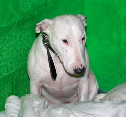 Snowball in Her Suite
Λέξεις-κλειδιά: Snowball suite English Bull Terrier