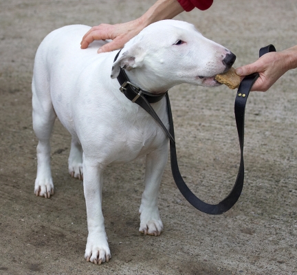 Snowball Having A Cookie
. . . and a cuddle.
Anahtar kelimeler: Snowball English Bull Terrier cookie