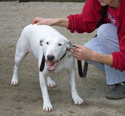 Snowball
Finally out of her suite --- just in time to go home.
Trefwoorden: Snowball English Bull Terrier