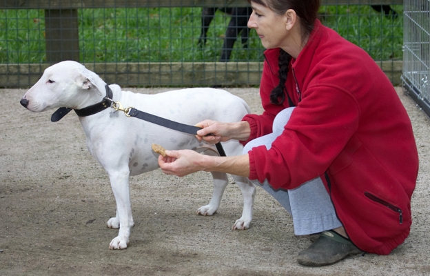 Snowball and Marjorie
Marjorie giving Snowball a cuddle and a cookie before her long ride back to Kent.
Palabras clave: Snowball English Bull Terrier Marjorie