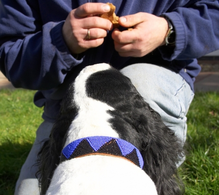 Wow, that's a mighty handsome collar
Schlüsselwörter: Charlie Cocker Spaniel
