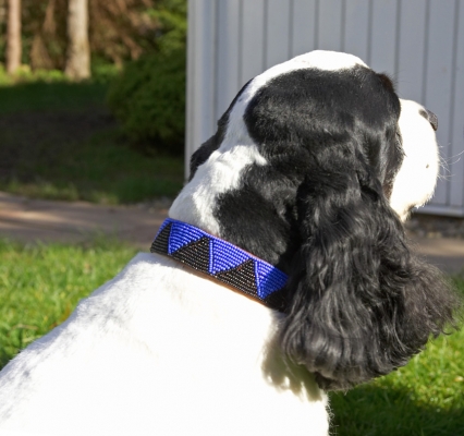 Hope Daddy likes my new collar
Avainsanat: Charlie Cocker Spaniel