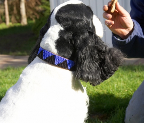How long do I have to wait for that cookie?!
Λέξεις-κλειδιά: Charlie Cocker Spaniel