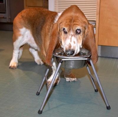 Douglas at Breakfast
Λέξεις-κλειδιά: Douglas Basset Hound Bowl breakfast bowl