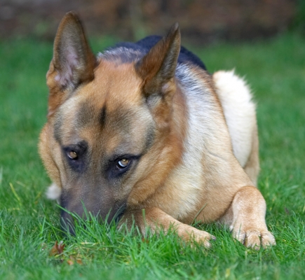 Sasha Being Shy
Keywords: Sasha German Shepherd dog shy