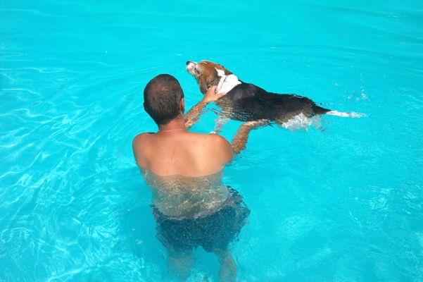 Zbig Taking Hattie for a Swim
Hattie had just had her walk.  It was a nice warm Sunday (July 30 06) so we thought she'd enjoy a dip in the pool.  She didn't like getting into the water, but enjoyed the swim until she got tired.
Keywords: Hattie Zbig swim Beagle
