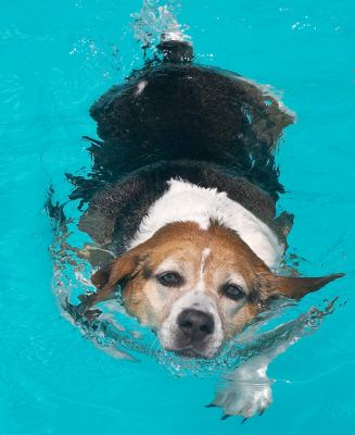 Hattie Swimming
July 30 2006 -- a warm Sunday afternoon.  Perfect for a dip in the pool.
Anahtar kelimeler: Hattie pool swimming Beagle