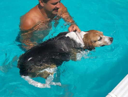 Hattie Swimming for the Side of the Pool
With Zbig helping to support her in the water.
Schlüsselwörter: Hattie Beagle Zbig