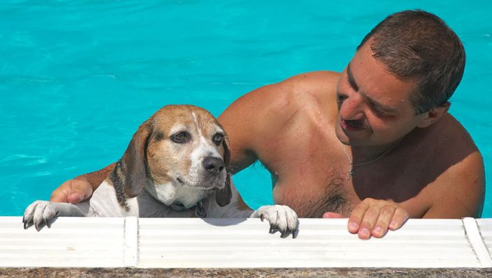 Hattie and Zbig in the Pool
Hattie has just finished her swim, and Zbig is about to lift her out of the water.  July 30 2006
Ключевые слова: Hattie swimming Zbig Beagle