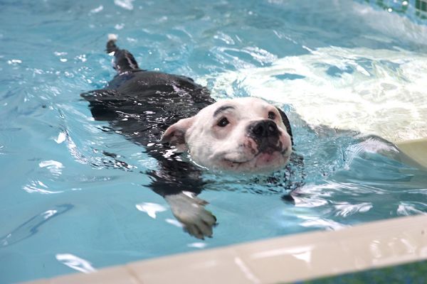 How many more lengths?
Schlüsselwörter: Kess Staffordshire Bull Terrier
