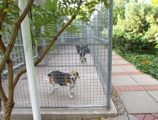 Hattie On the Lanai of Her Suite
Saturday afternoon, July 29 06.  Hattie has just been put into her suite.  There's Jasper in the next suite, and then Bali and India in the suite after that.  It was a warm afternoon so most comfortable on the lanai.
Palabras Clave: Hattie Beagle suite lanai patio