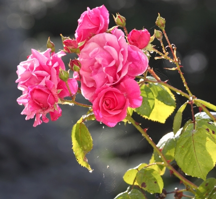 Whitecroft Roses
Complete with spider webs and dew --- photographed outside our kitchen window on a June morning.
Palabras clave: red rose spider web spiderweb dew