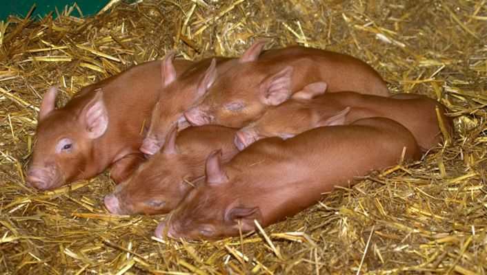 Tamworth Piglets
These Tamworth piglets are about one week old.  We've moved them into the stable so they can reach a nice size before they move out to live in the pig arc in free-range field.
Ključne besede: Tamworth piglets straw ginger pig babies huddled warmth