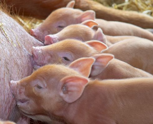 Tamworth Piglets
This Tamworth sow had 11 piglets, all healthy.  This photograph was taken when the piglets were two days old.
Ključne besede: Tamworth piglets ginger pig nursing suckling content rest peaceful gentle