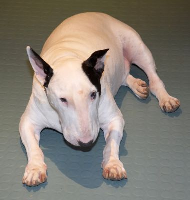 Kiko in the Kitchen
Kiko in one of his favourite positions -- on the kitchen floor, waiting for any chance to blag some food.
Mots-clés: Kiko bull terrier kitchen floor spot