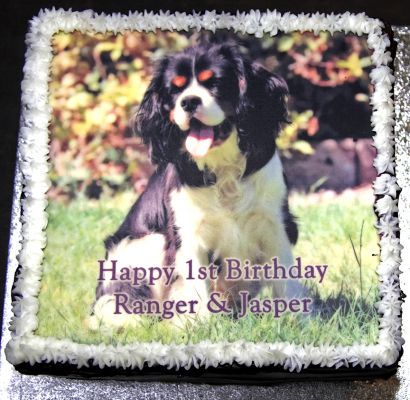 Ranger and Jasper
Keywords: Ranger Jasper Cavalier King Charles Spaniel dog birthday cake