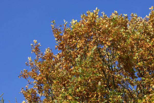 Oak Tree in the Autumn - Whitecroft
The oak tree at the back of our garden, by the little wooden bridge, on a rare sunny autumn day.  Look at the great blue sky.
Palabras clave: oak tree autumn leaves blue sky yellow Whitecroft garden stream